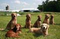 Goldens - 4 Year old birthday